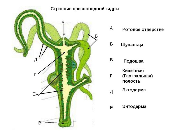 Ссылка на кракена для тора